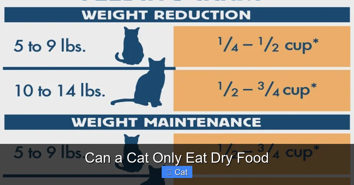Can a Cat Only Eat Dry Food
