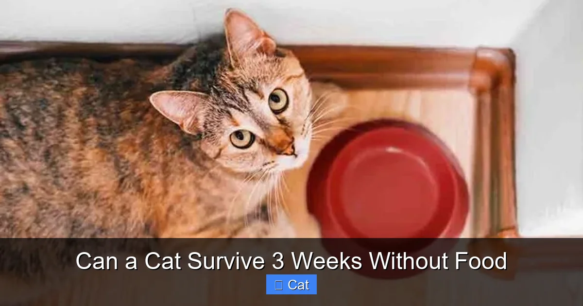 Can a Cat Survive 3 Weeks Without Food