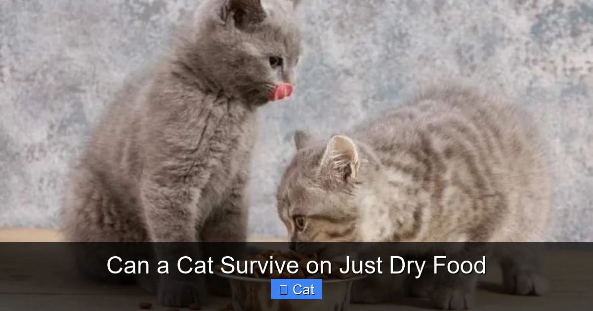 Can a Cat Survive on Just Dry Food