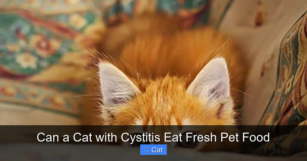 Can a Cat with Cystitis Eat Fresh Pet Food