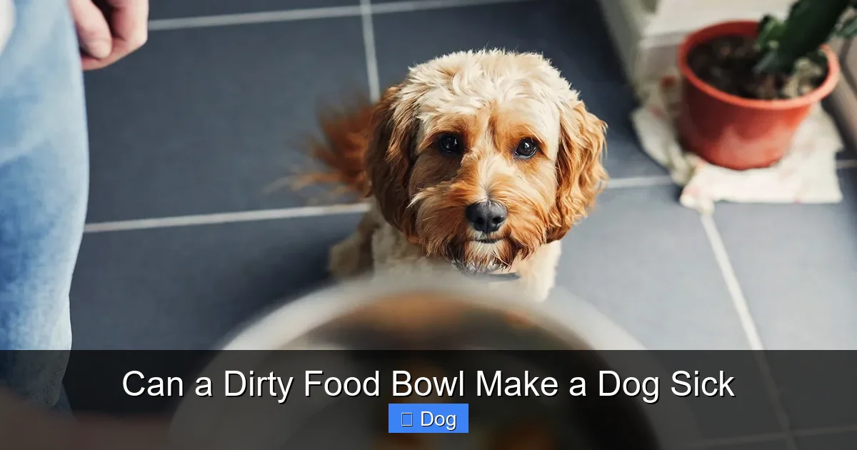 Can a Dirty Food Bowl Make a Dog Sick