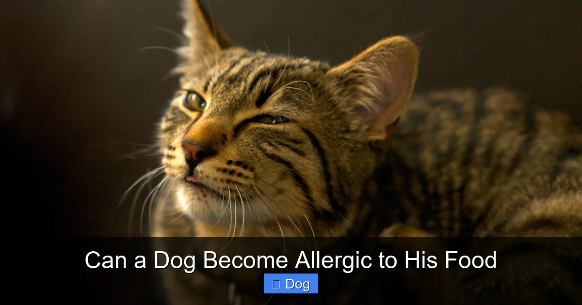 Can a Dog Become Allergic to His Food