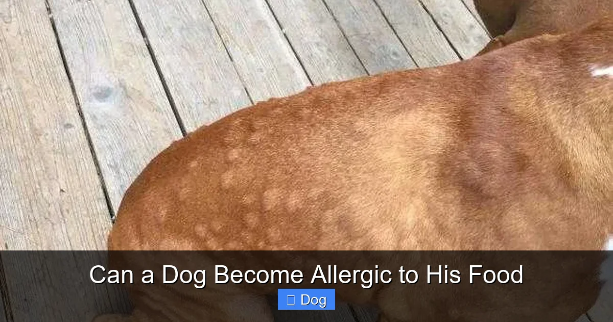 Can a Dog Become Allergic to His Food