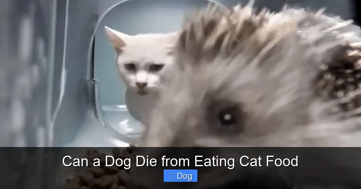 Can a Dog Die from Eating Cat Food