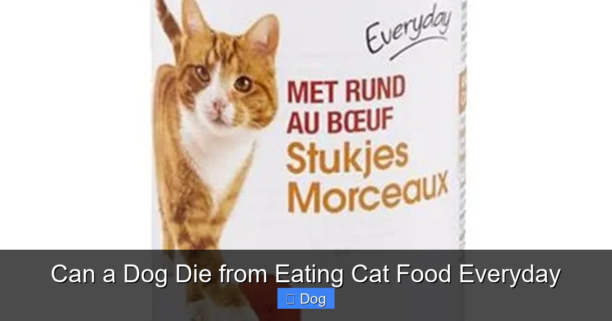 Can a Dog Die from Eating Cat Food Everyday