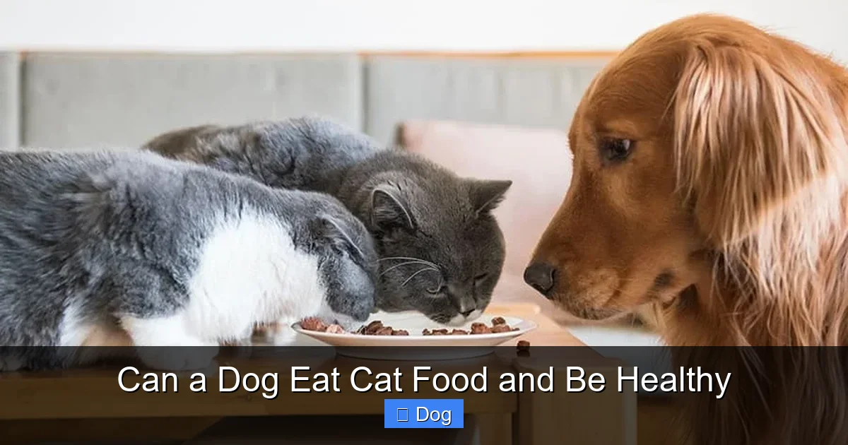 Can a Dog Eat Cat Food and Be Healthy