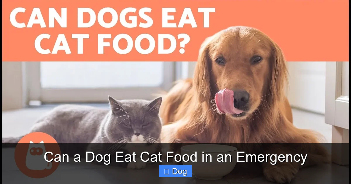 Can a Dog Eat Cat Food in an Emergency
