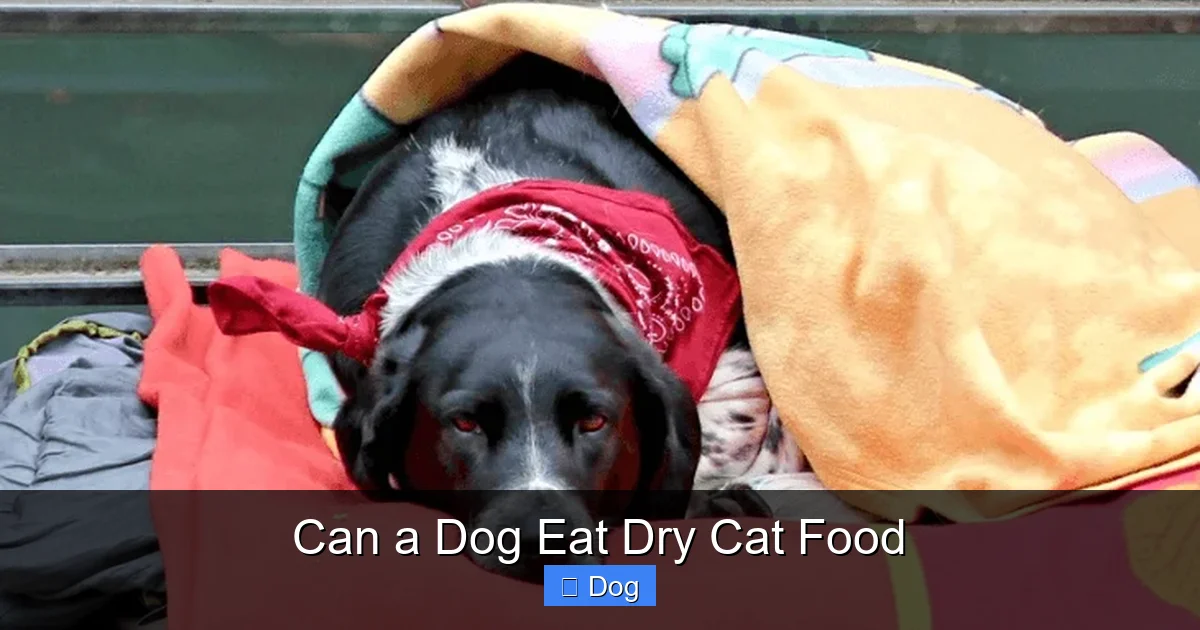 Can a Dog Eat Dry Cat Food