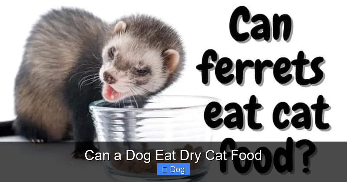 Can a Dog Eat Dry Cat Food