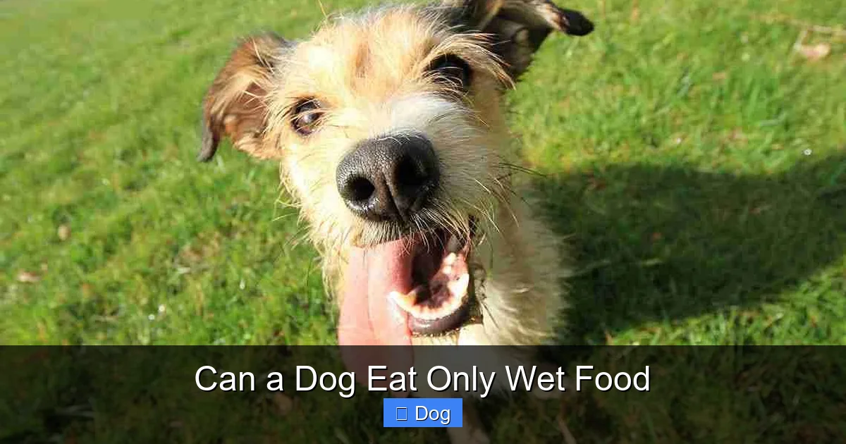 Can a Dog Eat Only Wet Food