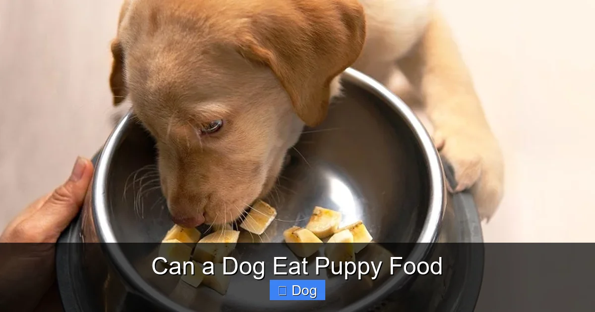 Can a Dog Eat Puppy Food