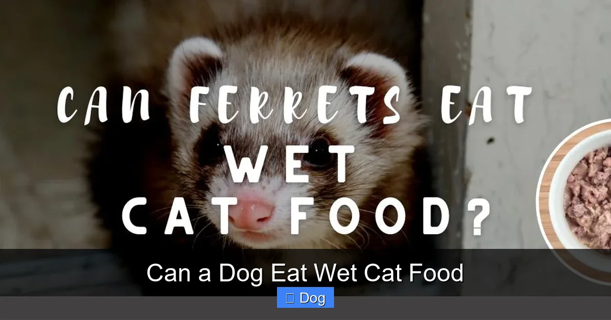 Can a Dog Eat Wet Cat Food