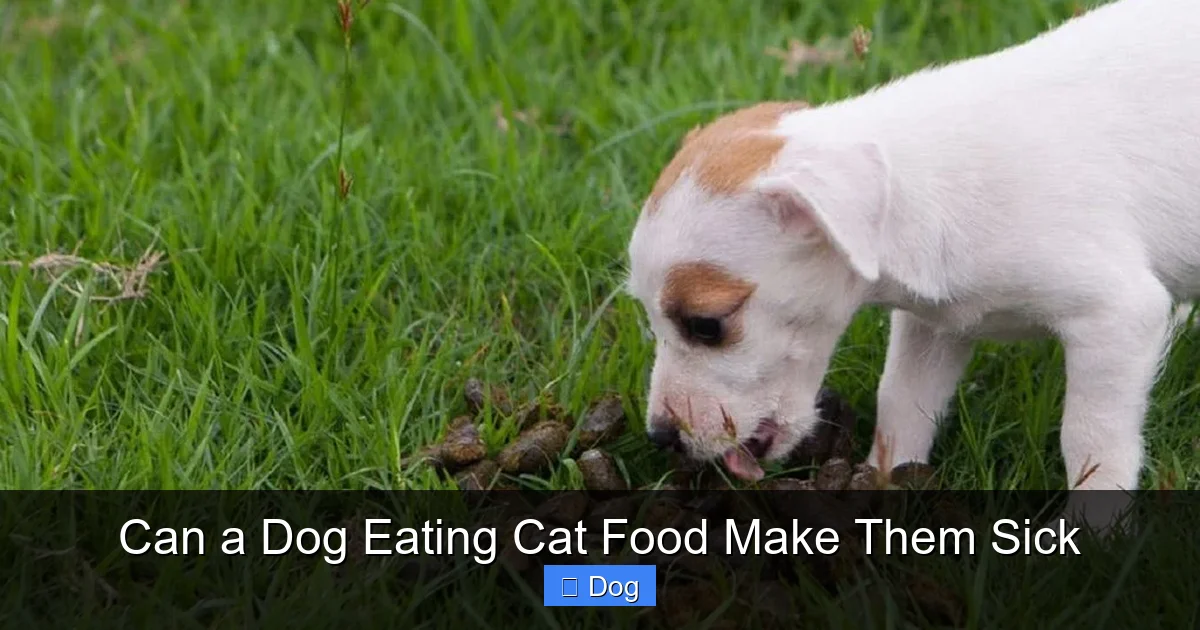Can a Dog Eating Cat Food Make Them Sick