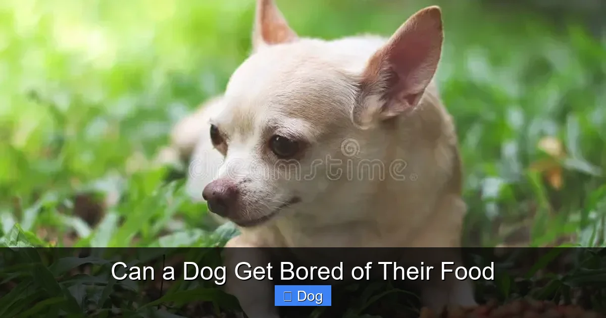 Can a Dog Get Bored of Their Food