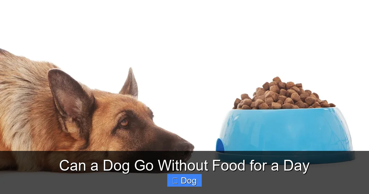 Can a Dog Go Without Food for a Day