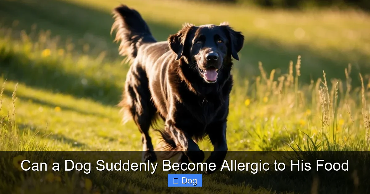 Can a Dog Suddenly Become Allergic to His Food