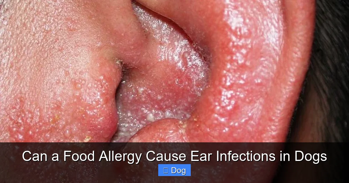 Can a Food Allergy Cause Ear Infections in Dogs