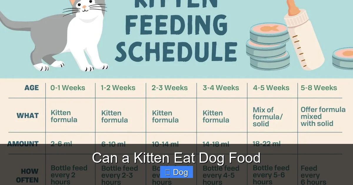Can a Kitten Eat Dog Food