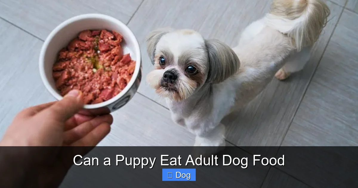 Can a Puppy Eat Adult Dog Food