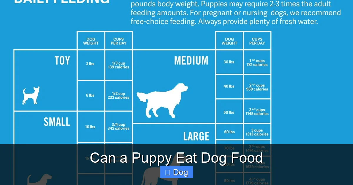 Can a Puppy Eat Dog Food