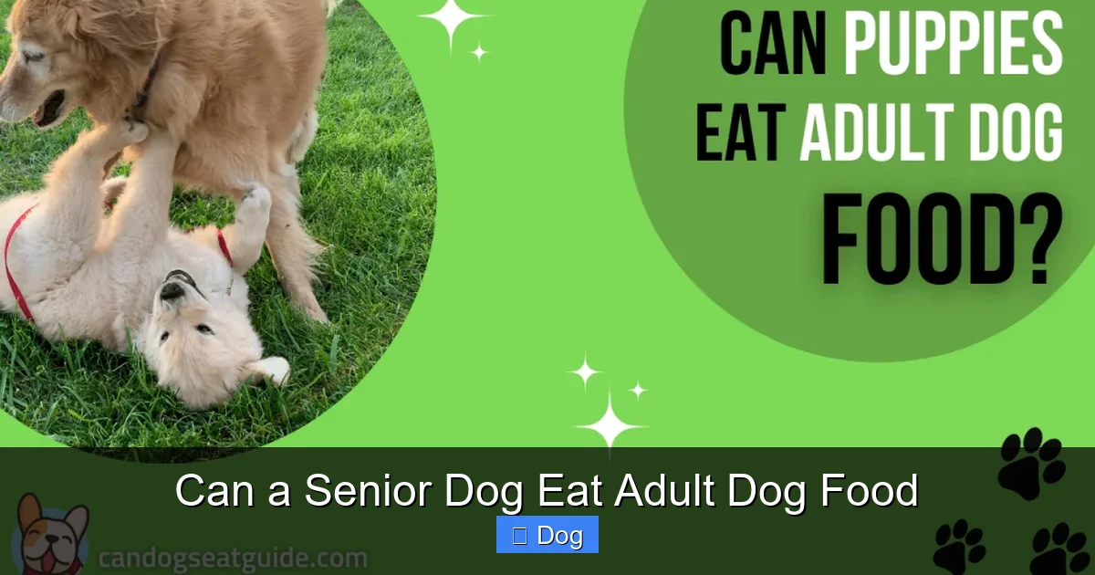 Can a Senior Dog Eat Adult Dog Food