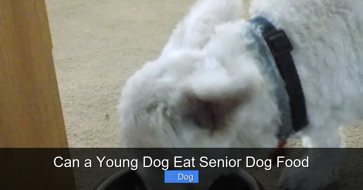 Can a Young Dog Eat Senior Dog Food