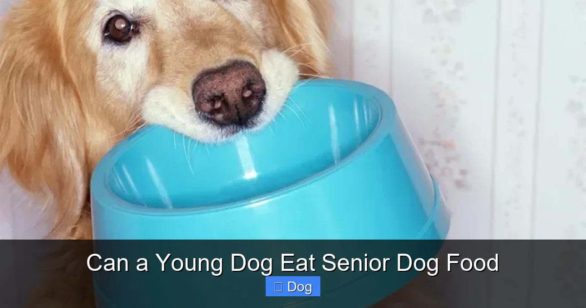 Can a Young Dog Eat Senior Dog Food