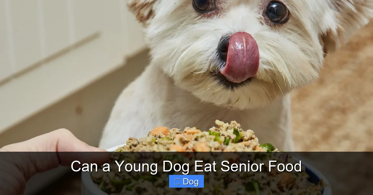 Can a Young Dog Eat Senior Food