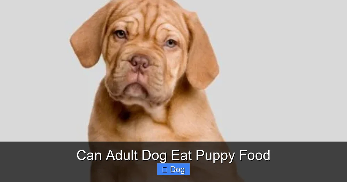 Can Adult Dog Eat Puppy Food