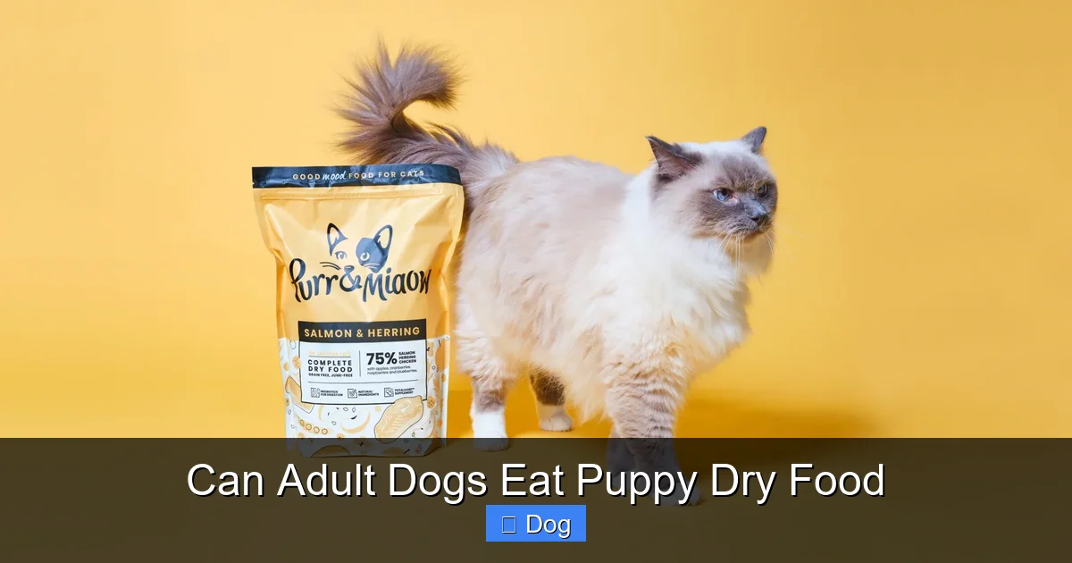 Can Adult Dogs Eat Puppy Dry Food