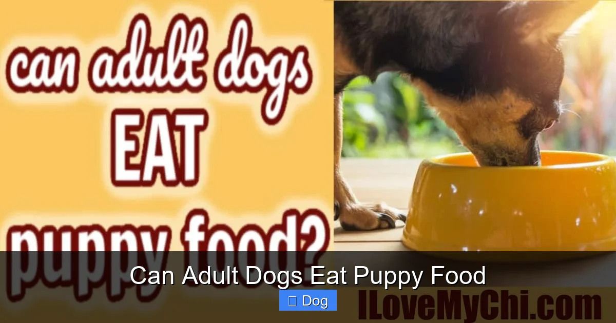 Can Adult Dogs Eat Puppy Food
