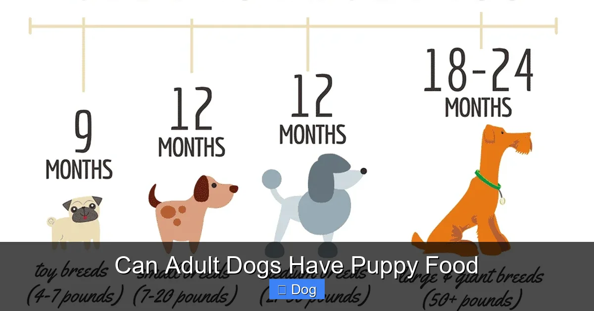 Can Adult Dogs Have Puppy Food