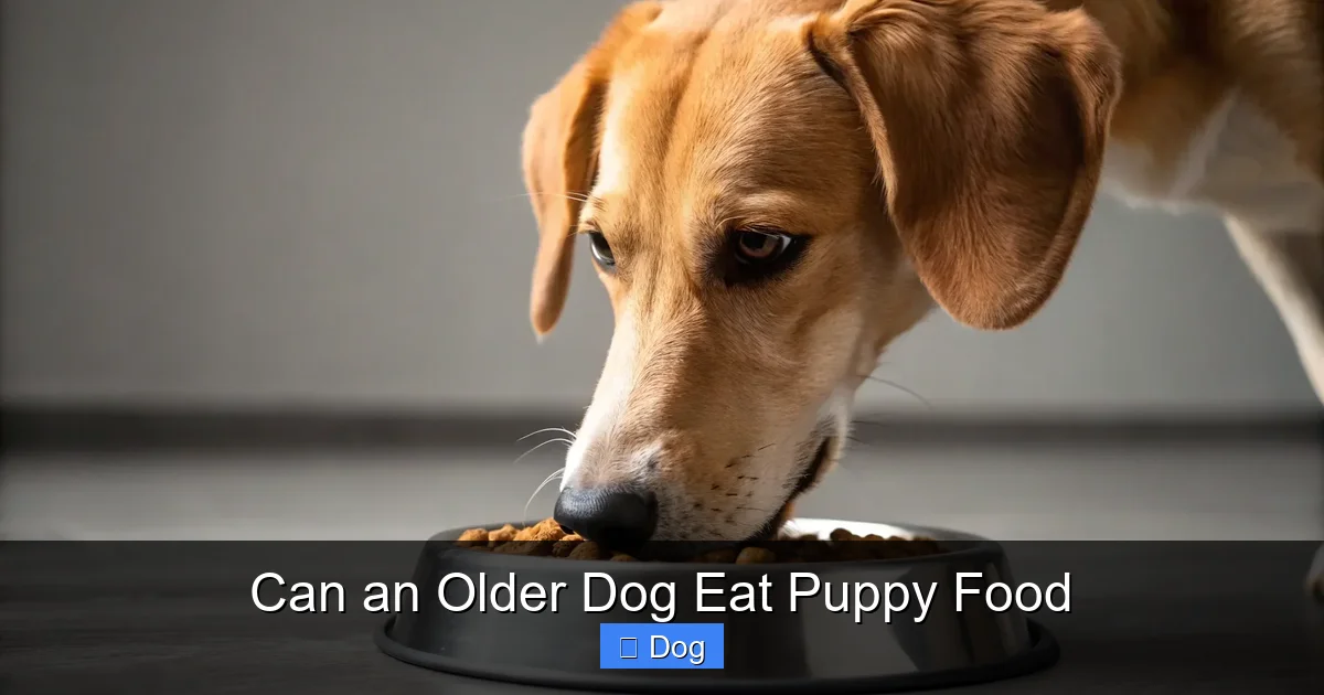 Can an Older Dog Eat Puppy Food