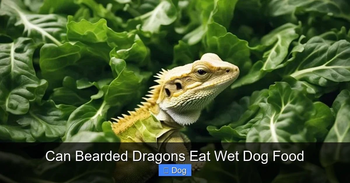 Can Bearded Dragons Eat Wet Dog Food