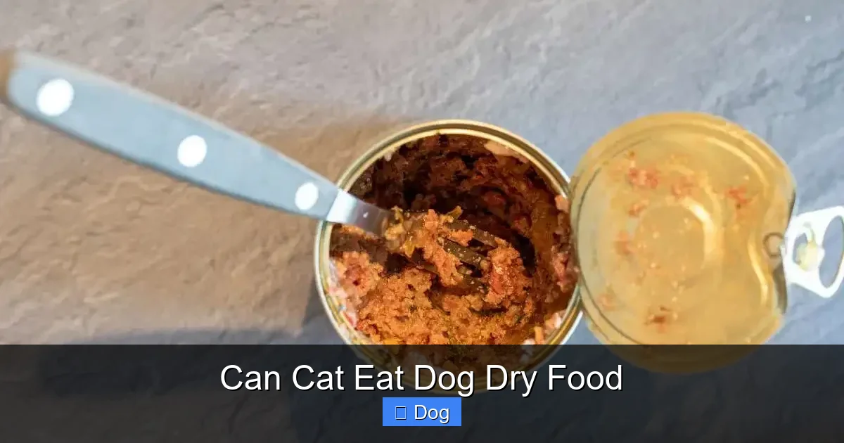 Can Cat Eat Dog Dry Food