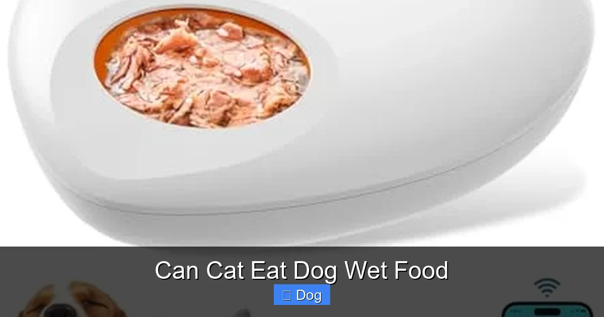 Can Cat Eat Dog Wet Food