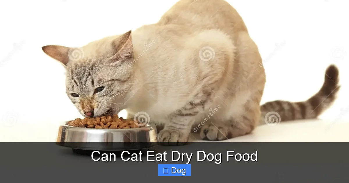 Can Cat Eat Dry Dog Food