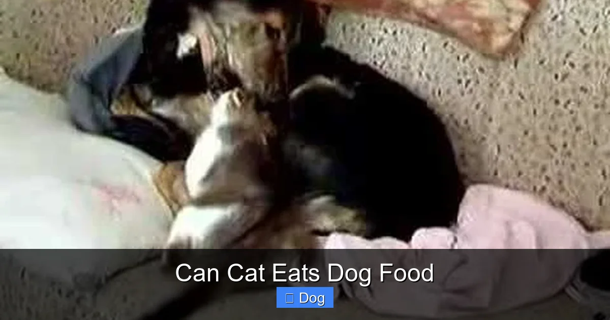 Can Cat Eats Dog Food