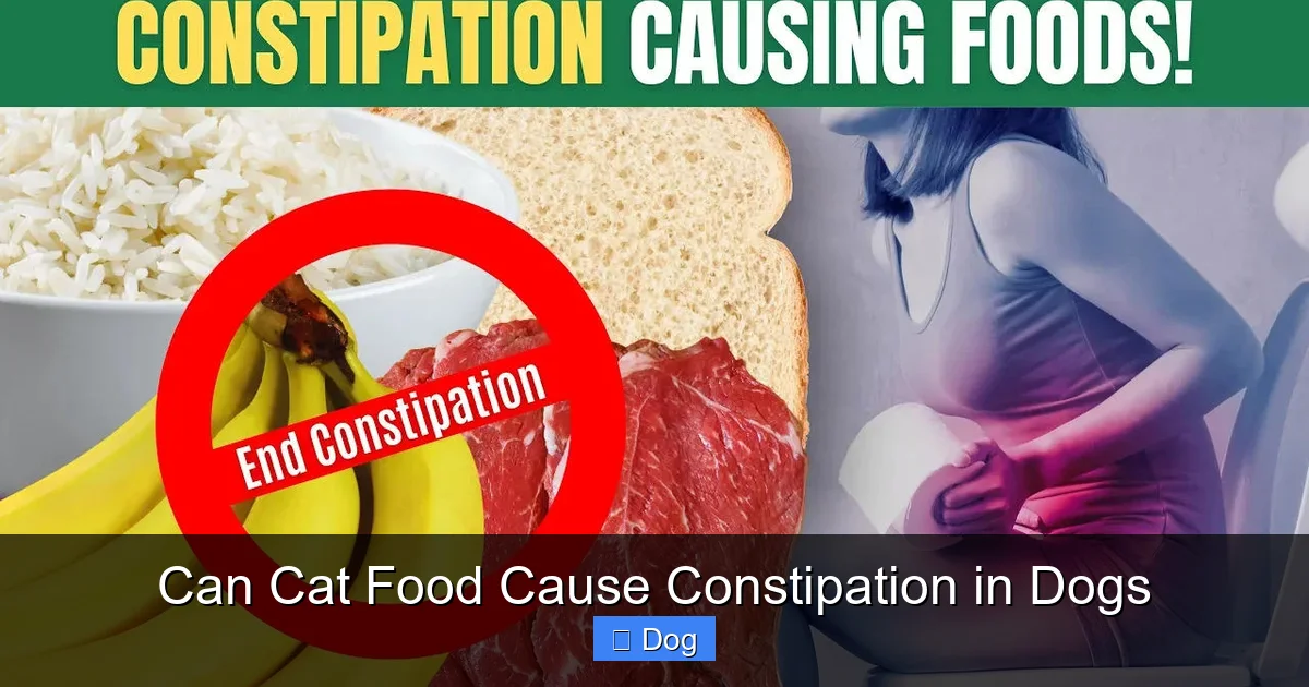 Can Cat Food Cause Constipation in Dogs