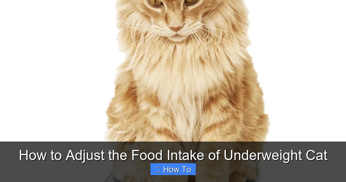 How to Adjust the Food Intake of Underweight Cat