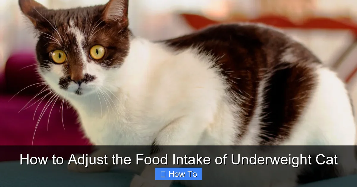 How to Adjust the Food Intake of Underweight Cat