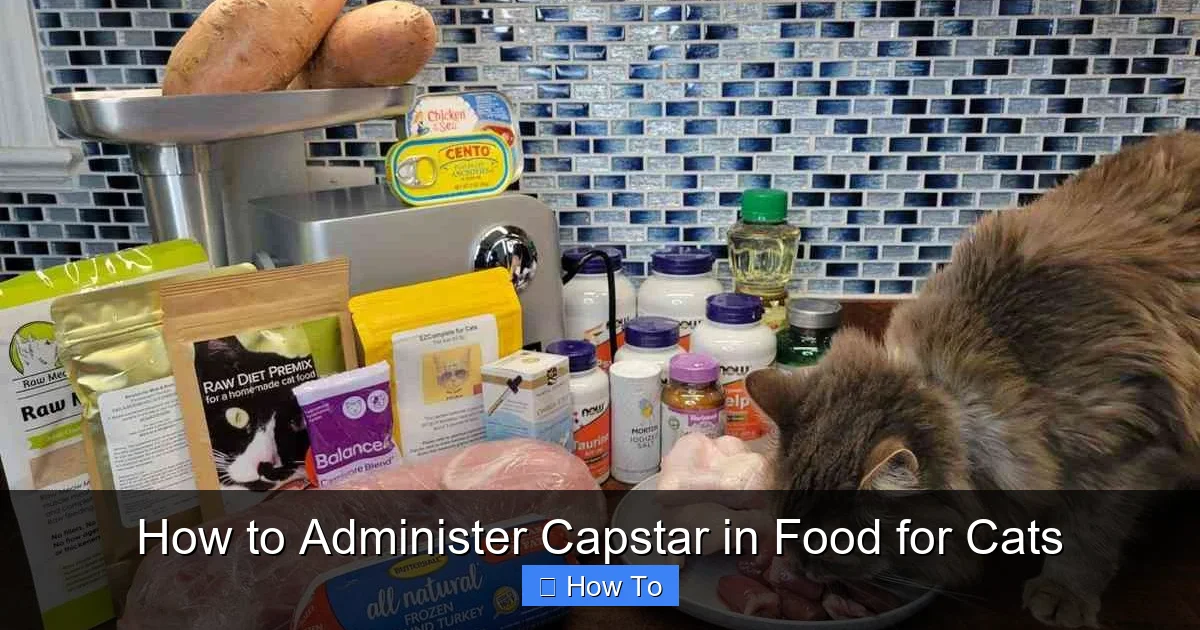 How to Administer Capstar in Food for Cats