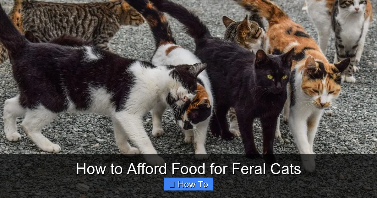 How to Afford Food for Feral Cats