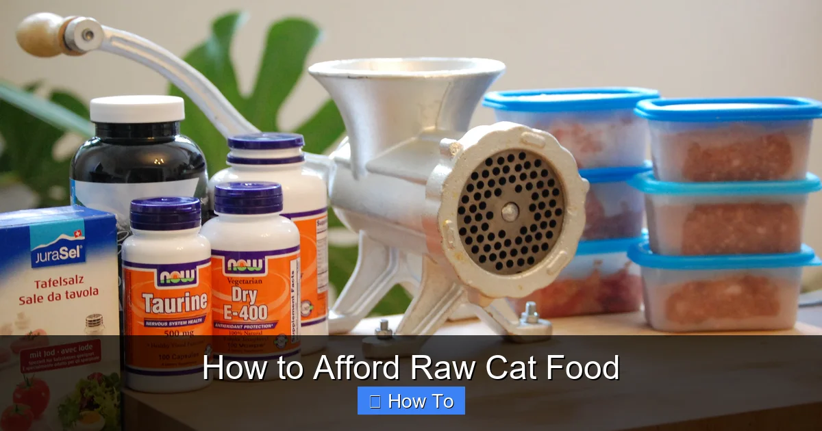 How to Afford Raw Cat Food