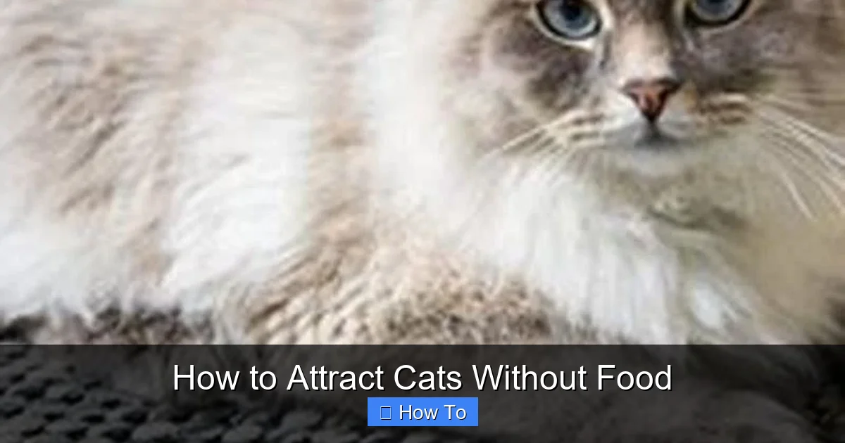 How to Attract Cats Without Food