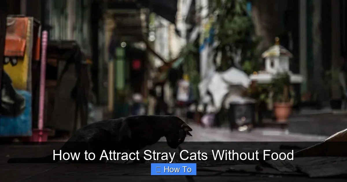 How to Attract Stray Cats Without Food