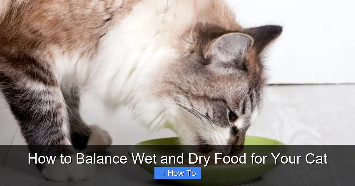 How to Balance Wet and Dry Food for Your Cat
