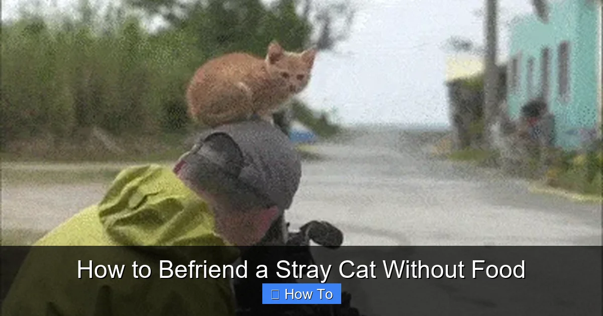 How to Befriend a Stray Cat Without Food