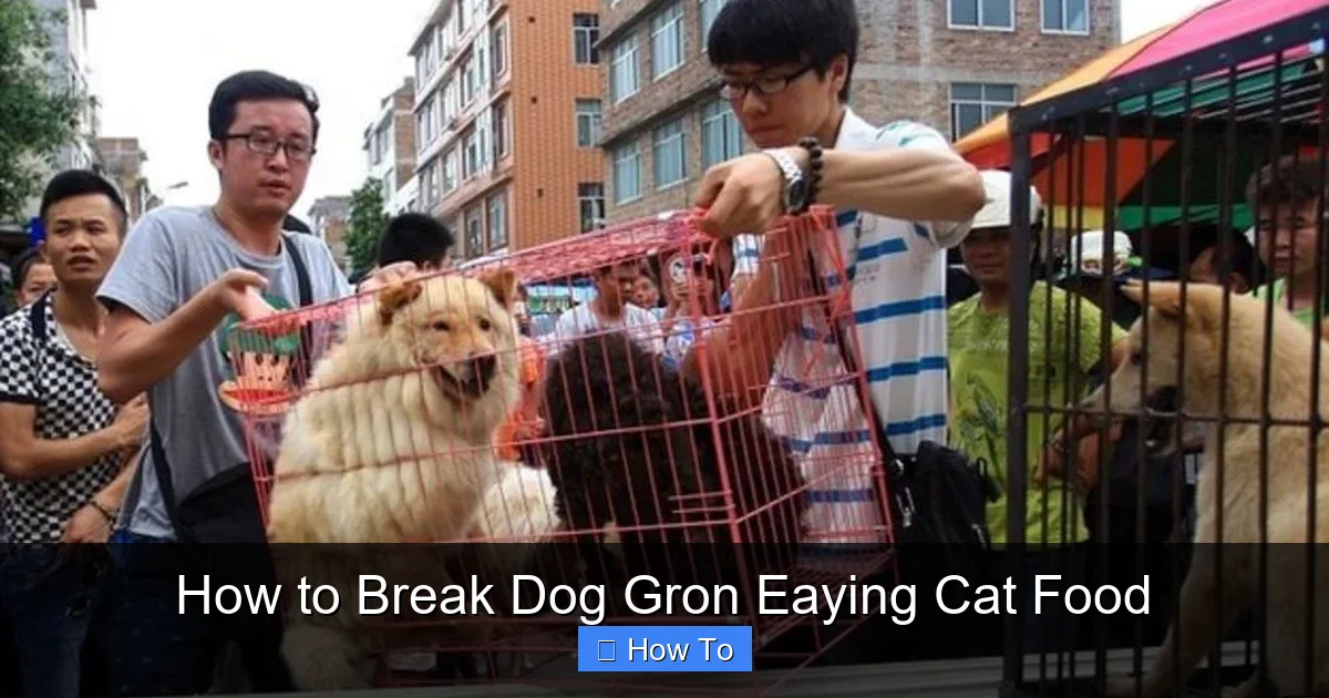 How to Break Dog Gron Eaying Cat Food