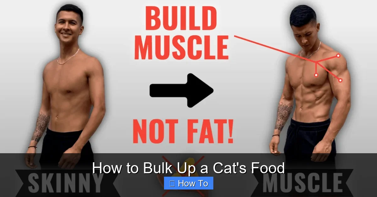 How to Bulk Up a Cat's Food